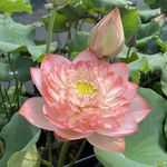 20pcs Lotus Seeds Flower Seed Hand Picked Aquatic Plant Garden NEW 2026