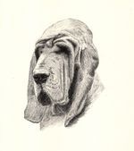 1935 Antique BLOODHOUND Print Wardle Bloodhound Illustration Art CFW 6313c