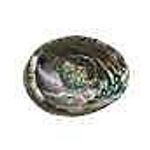 Abalone Shell