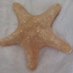 Star Fish Large Natural Dried Starfish 20 cm