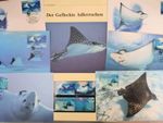 Mayreau 2009 ** - WWF Full Chapter - The Spotted Eagle Ray w060