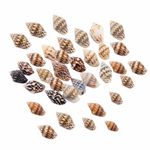 100x Small Mini Conch Shells Bulk Natural Beach Sea Jewellery Findings DIY Craft