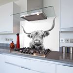 Highland Cow III Toughened Glass Kitchen Splashback