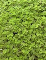15 x Salvinia natans (Water Spangles)