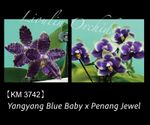 Phalaenopsis YangYang Blue Baby x Penang Jewel