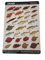 Diver Guide to British Sea Fishes