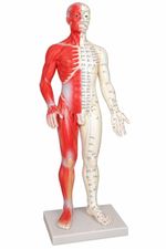 Male Acupuncture & Muscle Model 60cm | Meridian Anatomy Model