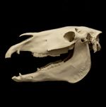 Horse Skull Replica Equine realistic Model Animal Skull Anatomy Vet Display