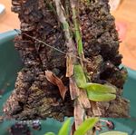 Dichaea Morrisii orchid on cork Bark