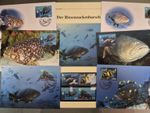 Vanuatu 2006 ** - WWF Full Chapter - The Giant Grouper w063