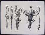 Glass Magic Lantern Slide PLANT POLLINATION NO8 C1900 DRAWING PLANT PARTS