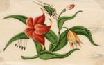 Antique 19th-century Chinese Pith Painting Chinese Orange Lily Flower & Beetle