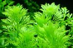 Ambulia Limnophila Sessiliflora Live Aquarium Plant Fast Growing Shrimp Safe