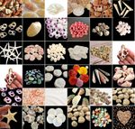 Natural Beach Shells Seashells Starfish Conch Cockle Art Craft Shell Stash Packs