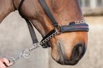 LeMieux Pro-Safe Controller Headcollar Strong Chain Safety Head Collar Halter