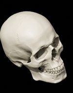 Replica Human Skull Large