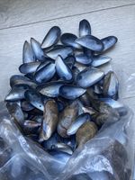 1.5kg Mussel Shells Mixed Size for Crafts  or Garden