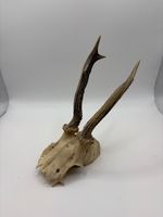 Whole Deer Skull with Antlers for decor or for Artist Projects
