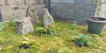 Moss For Landscaping Uses, Multiple Types Available In M² With GB Plant Pasport