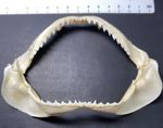Shark Jaw Requiem Spot-Tail Shark 5 Inches from Philippines C. sorrah. Lovely!