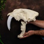 Sabertooth Cat Skull –Life Size HD 3D Print unpainted Smilodon Fossil Replica