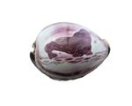 Victorian Hand Carved Cowrie Shell Seal Design