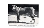 Antique Rhodesian Ridgeback Print 1931 Khami Rhodesian Ridgeback 6471g