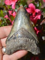 #R6, BEAUTIFUL  4.2" JAVAN MEGALODON SHARK TOOTH... BEST STOCK & BEST PRICES UK