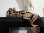 Mini Sleeping Dragon Figurine – 3D Printed Fantasy Shelf Decor - BLACK&GOLD