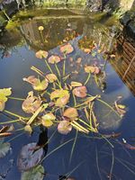 3 Water Lily's From Large Pond for £40
