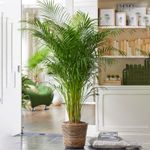 Areca Palm Large Indoor House Plant Real Tropical Exotic Evergreen Tall Plants