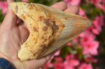 R25..STUNNING HUGE, NATURAL 6""  Megalodon shark tooth!  THE ONE STOP MEG SHOP !
