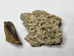 Ultimate T-REX collection! ~15mm TOOTH and Caudal VERTEBRA (Tail) Fossils Ref486