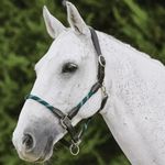 Kincade Leather Rope Head Collar