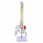 Anatomy Model Anatomically Detailed for Anatomy Students, Biology Teachers