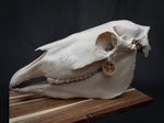 Life Size Horse Skull Replica ASSEMBLY KIT – Realistic 3D Printed Bone Model
