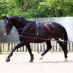 Whitaker Training System Self Carriage Lunge Lunging Pessoa & Adjustable Roller