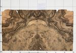 English Walnut Burr Real Wood Veneer 2 Sheets 410mm x 330mm ZEW11-1 Marquetry