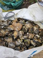 Flint Wall Stones 70mm to 150mm Flint Stone Flint Knapping Flint Stone