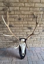 Stag Deer Antlers & Skull Mounted 9 Point Large Antique Taxidermy Display