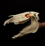 Mari Lwyd Skull Replica Welsh Folk Horse Skull Hinged Jaw Gothic Decor Prop