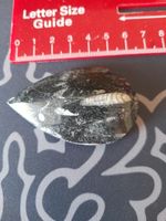 Orthoceras Fossil #1