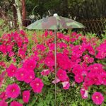 Plant Umbrella Garden Umbrella Convenient Decoration Easy to Install Sturdy with