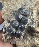 1.3” Unerupted Desmostylus Tooth Molar Fossil Bakersfield California