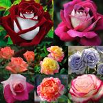 30pcs/pack Rose Seeds Selection of Viable Home Garden Plant Rose Flower Seeds