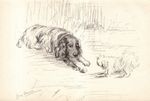 Vintage 1940s Springer Spaniel Art Print Lucy Dawson Springer Spaniel 6703a