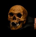 Hand Painted Human Skull Art Gothic Oddities Decor Lifesize Display Skull