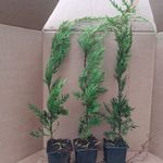 25 X LEYLANDII GREEN EVERGREEN CONIFER HEDGING LEYLAND PLANT IN POT (2 FT +)