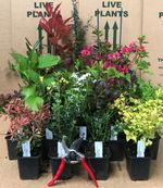 10 MIXED ESTABLISHED GARDEN SHRUBS HIGH QUALITY POTTED & HARDY By Direct Plants