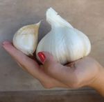 Jumbo Giant Garlic 30 clove seeds For New Season (Hardy Bulb )Plant Now